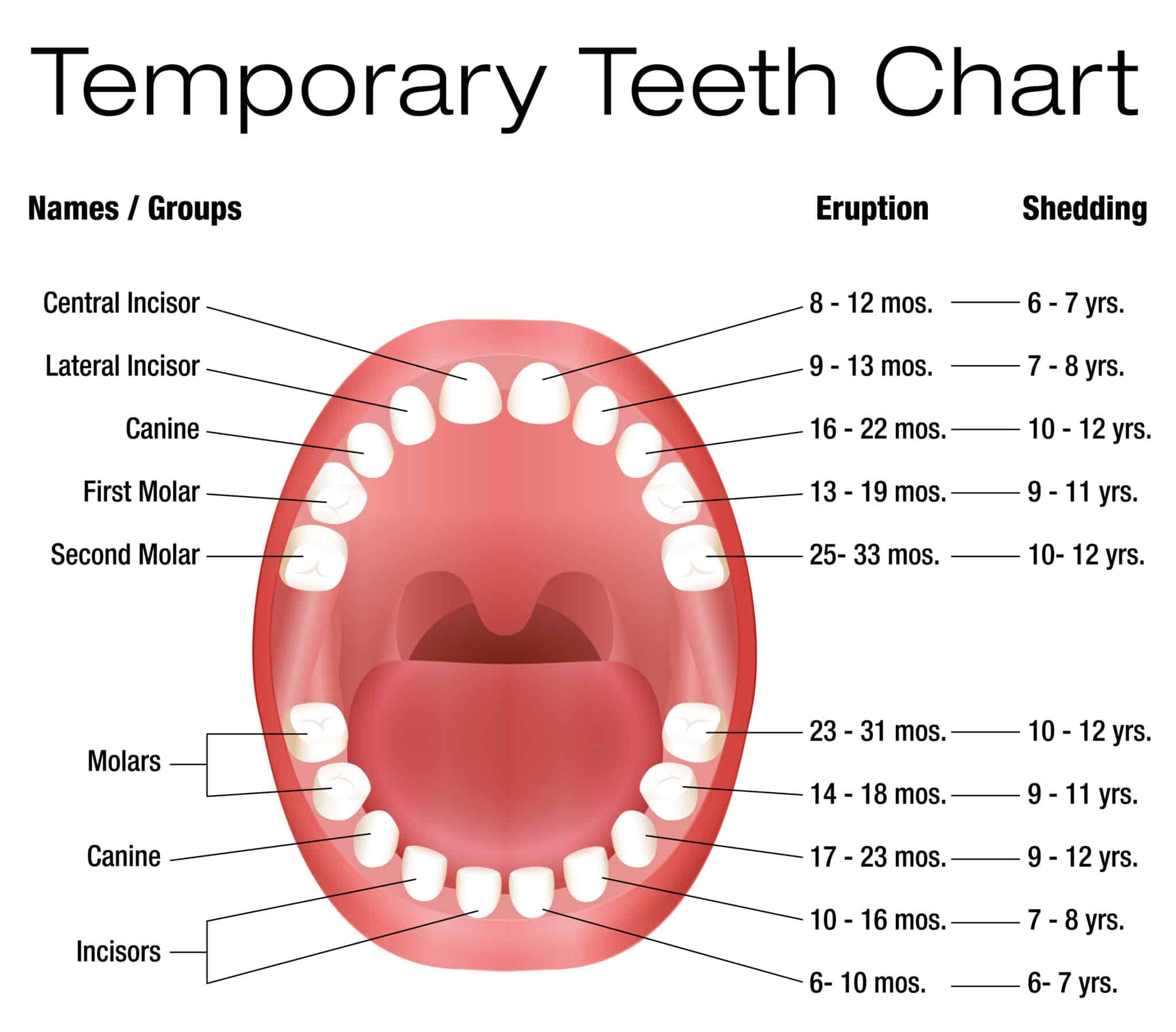 Baby Teeth Chart - Teething Timeline - Baby Teething Ease