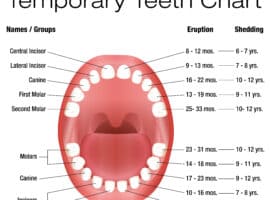 Baby teeth Chart