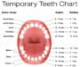 Baby Teeth Chart –  Teething Timeline